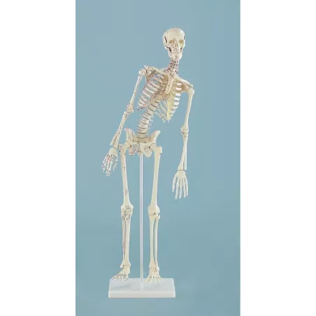 Squelette miniature "Fred“ avec colonne vertébrale mobile & muscles