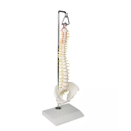 Colonne vertébrale miniature sur support de suspension