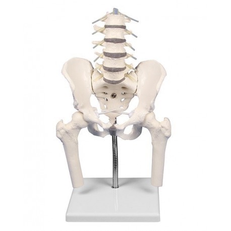 Vertèbres Lombaires avec bassin et moignon fémoraux