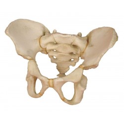 Pelvis d´un enfant à l´age de 5