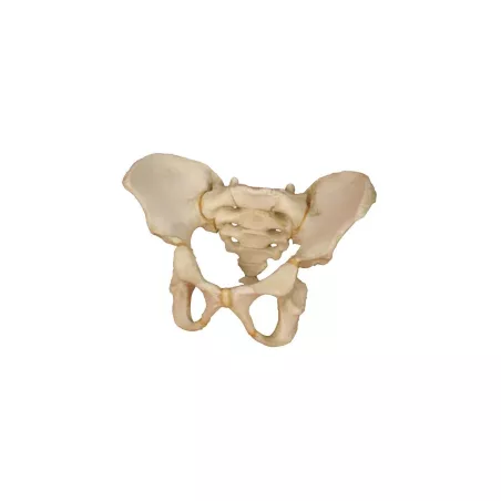 Pelvis d´un enfant à l´age de 5