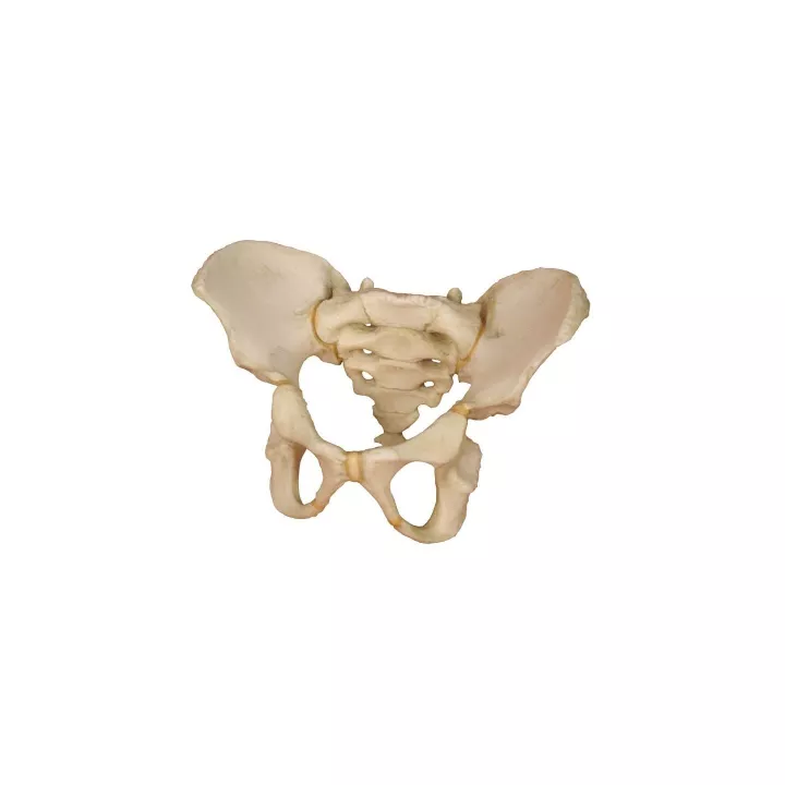 Pelvis d´un enfant à l´age de 5