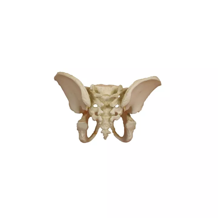 Pelvis d´un enfant à l´age de 5