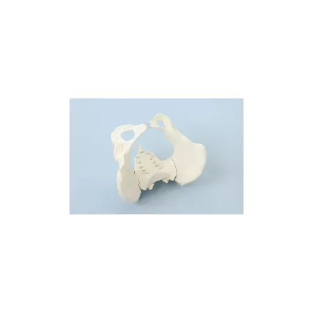 Bassin de femme avec sacrum