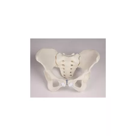 Pelvis féminin flexible