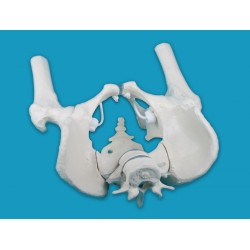 Male pelvis with sacrum, 2 lumbar vertebrae and femoral stumps