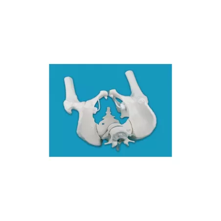 Male pelvis with sacrum, 2 lumbar vertebrae and femoral stumps