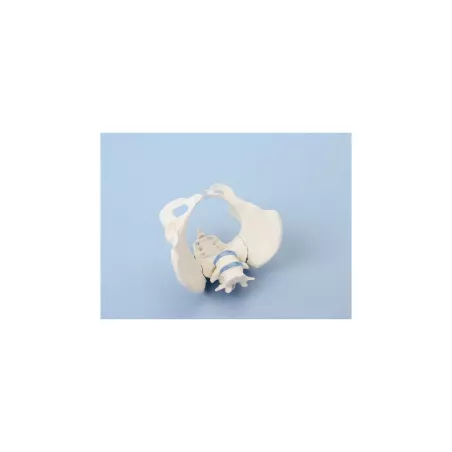 Bassin de femme avec sacrum et 2 vertèbres lombaires