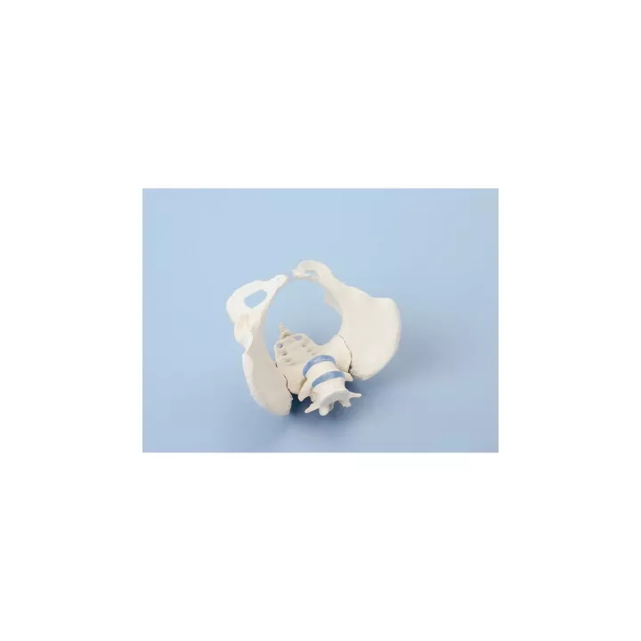 Bassin de femme avec sacrum et 2 vertèbres lombaires