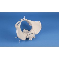 Pelvis féminin avec sacrum et vertebrè, monté flexible