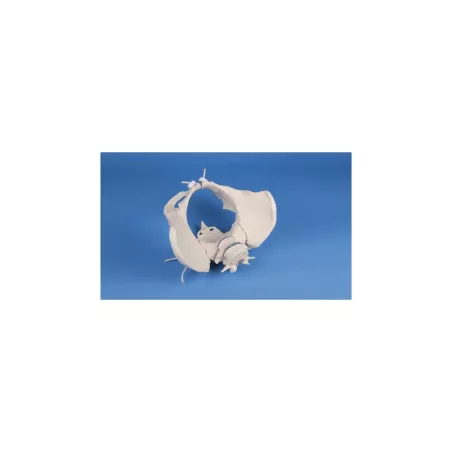Pelvis féminin avec sacrum et vertebrè, monté flexible