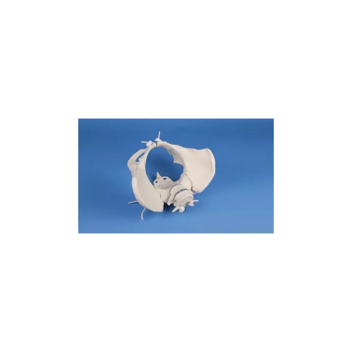Pelvis féminin avec sacrum et vertebrè, monté flexible