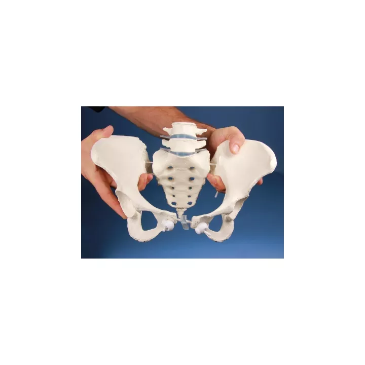 Pelvis féminin avec sacrum et vertebrè, monté flexible