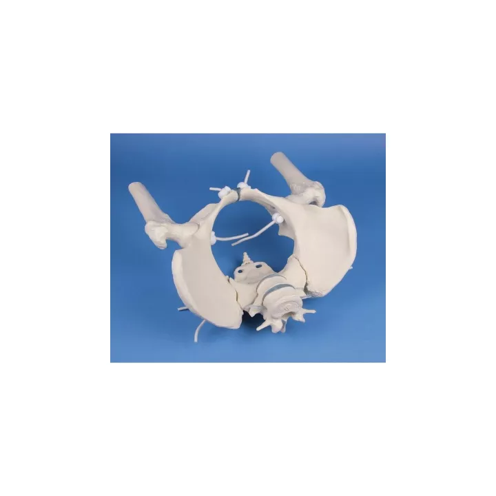 Bassin de femme avec sacrum, 2 vertèbres lombaires, cuisse flexible