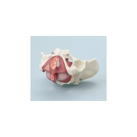 Pelvis fémenin avec plancher pelvien, 7 pièces
