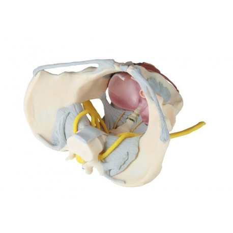 Pelvis féminin avec ligaments.