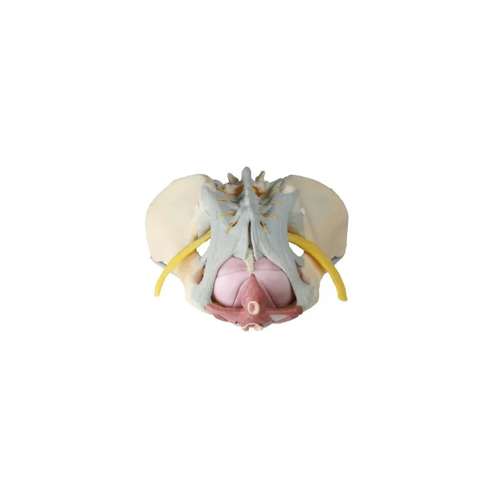Pelvis féminin avec ligaments.