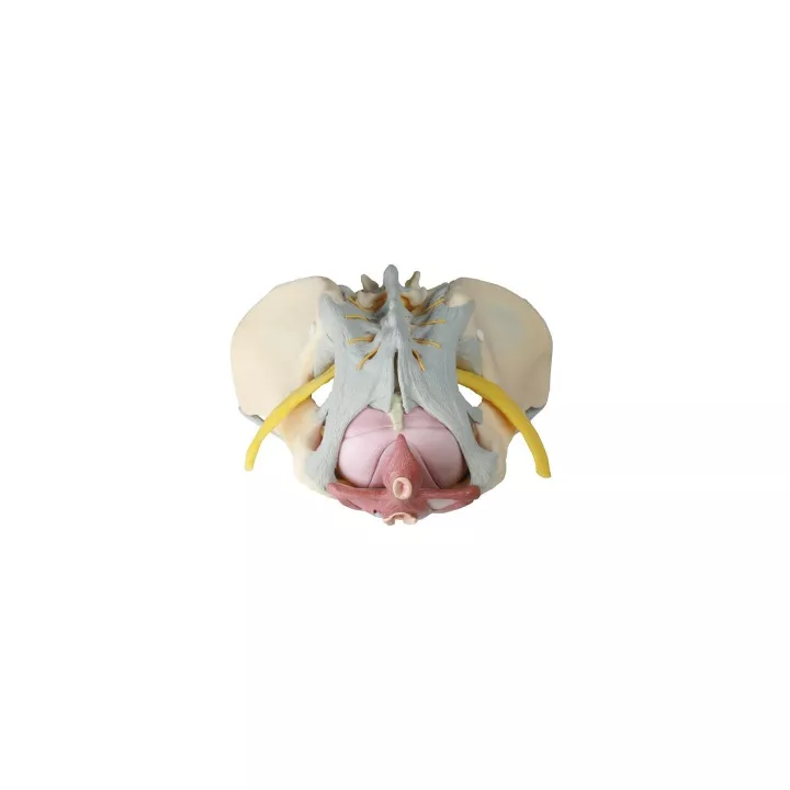 Pelvis féminin avec ligaments.