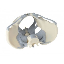 Pelvis féminin avec ligaments