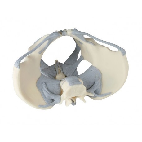 Pelvis féminin avec ligaments