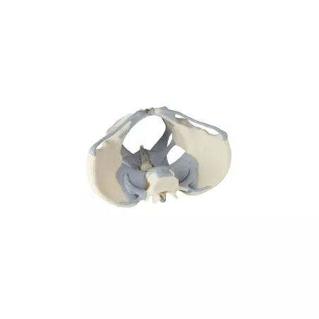 Pelvis féminin avec ligaments