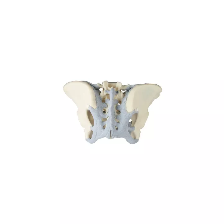 Pelvis féminin avec ligaments