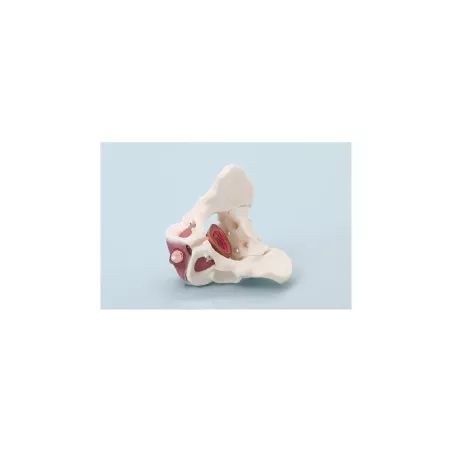 Pelvis masculin avec plancher pelvien