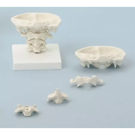 Articulation de la tête, taille naturelle