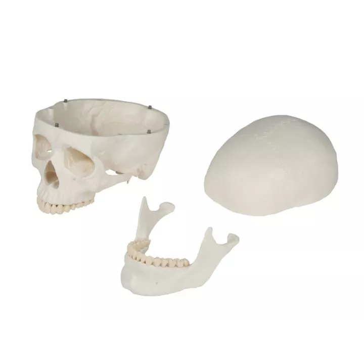 Modèle de crâne en 3 parties