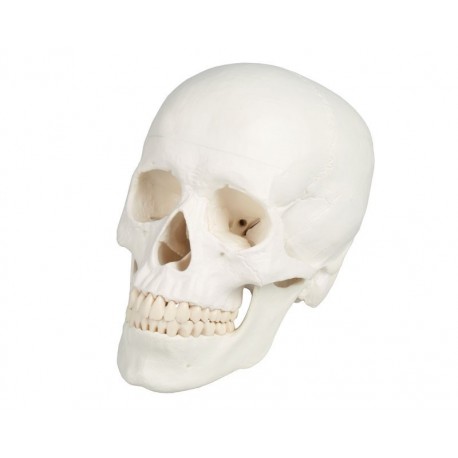 Modèle de crâne en 3 parties