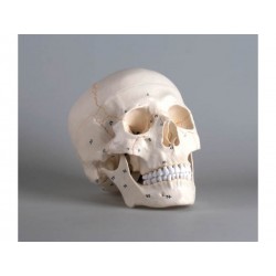 Achetez votre modèle de crâne humain 3 parties Erler Zimmer