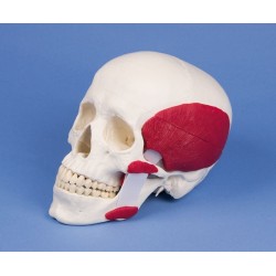 Crâne en 2 parties avec muscles masticateurs