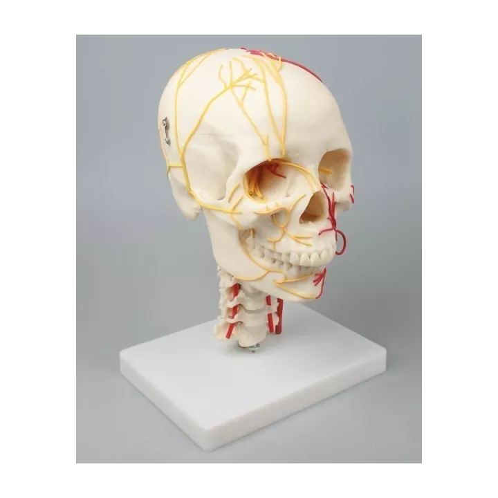 Crâne neurovasculaire