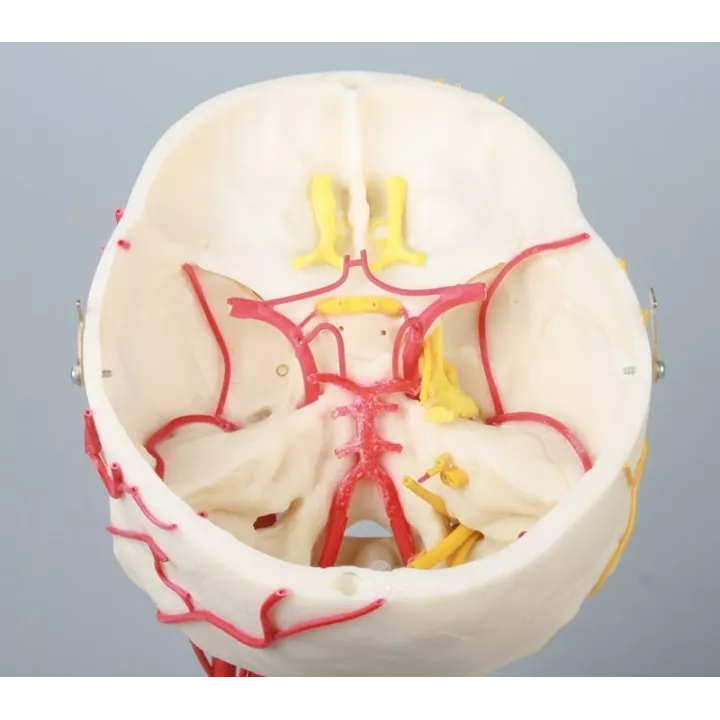 Crâne neurovasculaire