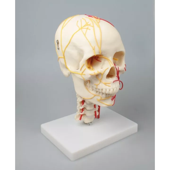 Crâne neurovasculaire