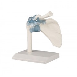 Articulation scapulaire avec ligaments, avec support