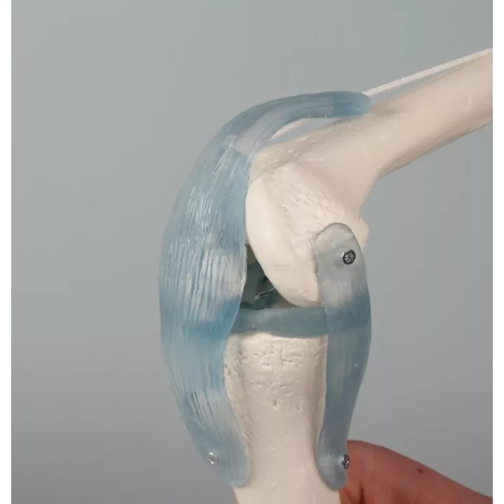 Articulation du genou avec ligaments