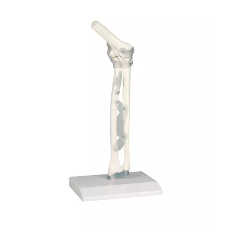 Coude avec ligaments et support