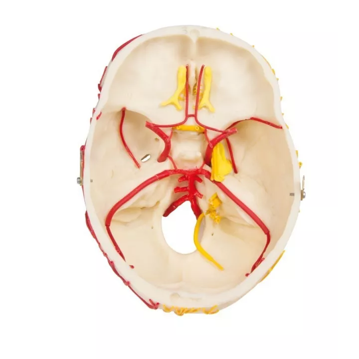 Crâne neurovasculaire avec cerveau