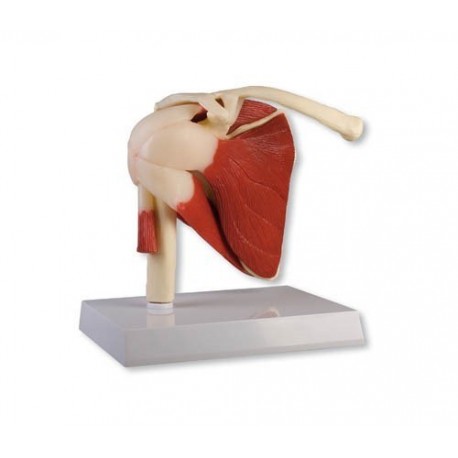 Articulation scapulaire humaine avec muscles