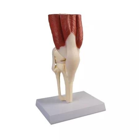 Articulation du genou avec muscles