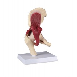 Articulation de la hanche, grandeure nature, avec muscles