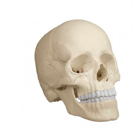 Modèle ostéopathique de crâne en 22 parties, version anatomique