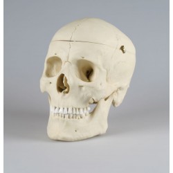 Crâne, adult, masculin