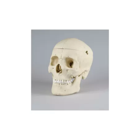 Crâne, adult, masculin