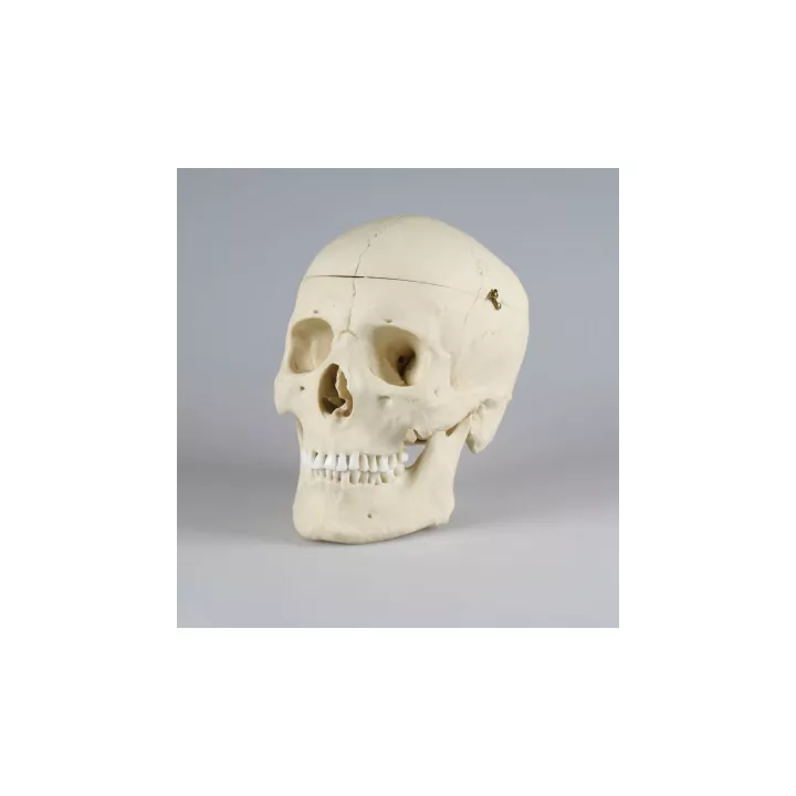 Crâne, adult, masculin