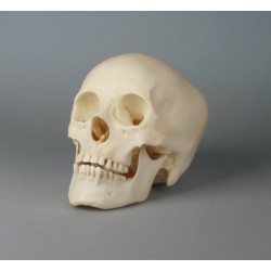 Crâne d'adolescent femme