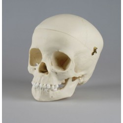 Crâne d'un enfant de 5 ans