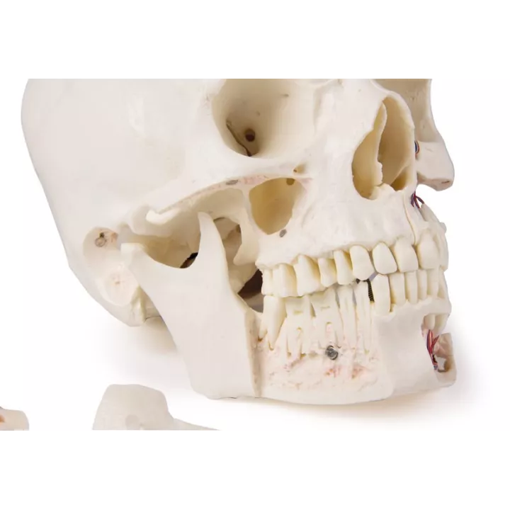 Crâne de démonstration de luxe, 14 pièces, pour études avancées.