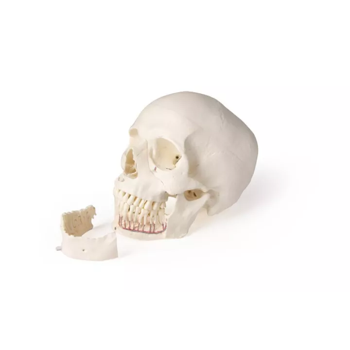 Modèle de crâne pour la dentisterie et la chirurgie orale, 5 parties